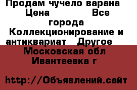 Продам чучело варана. › Цена ­ 15 000 - Все города Коллекционирование и антиквариат » Другое   . Московская обл.,Ивантеевка г.